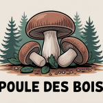champignon la poule des bois illustration cueillette cuisine