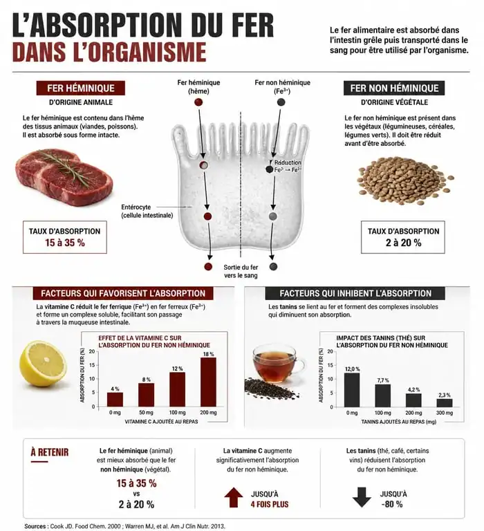 Infographie sur l'absorption du fer et les aliments riches en fer
