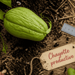 Planter chouchou avec terre, compost et pousse