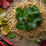faut il couper les feuilles des fraisiers avant l'hiver photo entretien automne