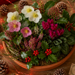 plante de noel exterieur jardiniere festive