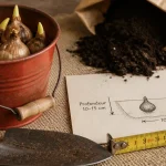Quand planter jonquilles : profondeur et calendrier pour une floraison réussie