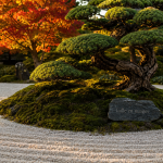 Arbres japonais niwaki taillés pour jardin zen