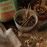 Plantes envahissantes jardin : rhizomes et graines à reconnaître
