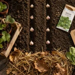 Que planter en octobre au potager : ail, fraisiers et salades d’hiver en potager