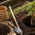 Planter les tomates quand : main plante un jeune pied, tuteur et compost